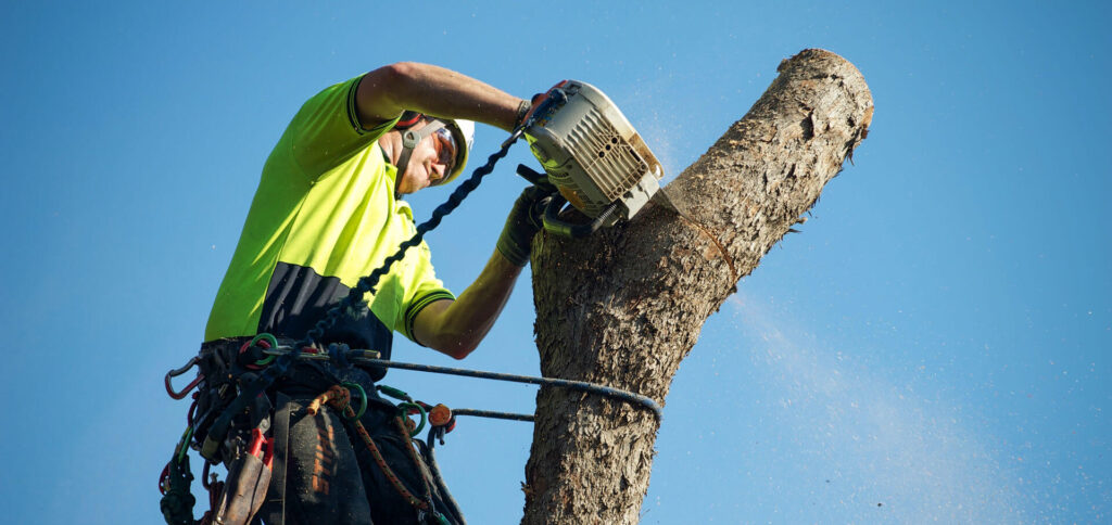 Tree Removal