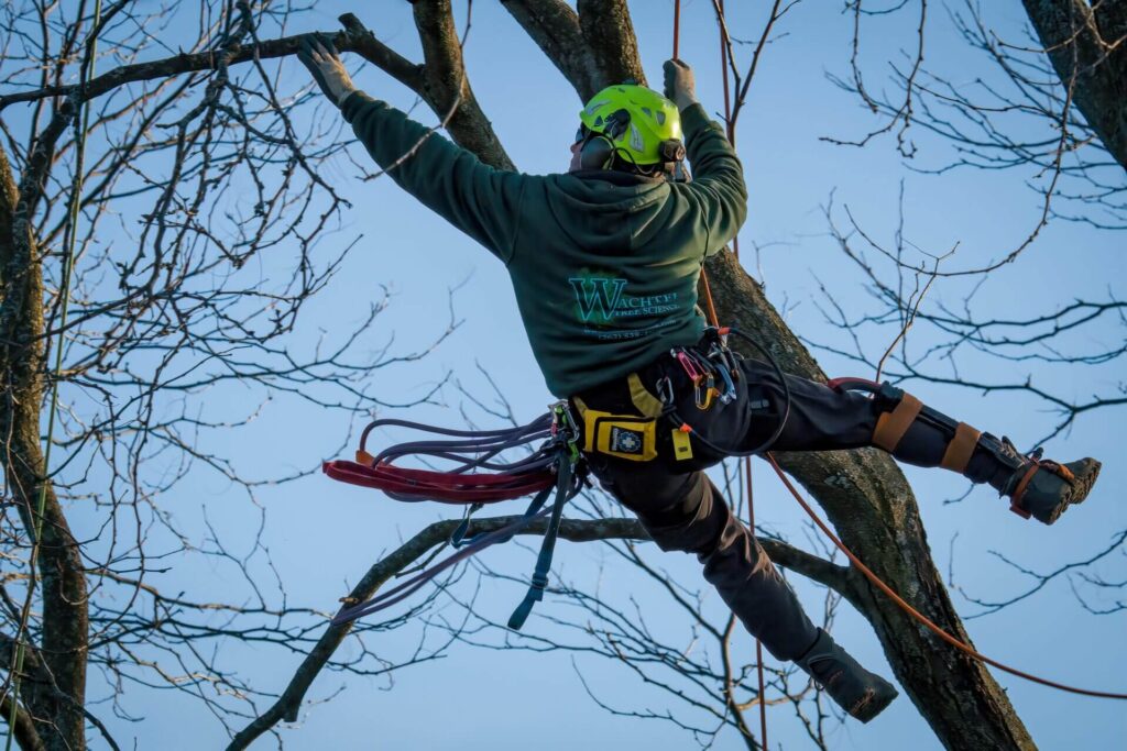 Top Tree Pruning Sydney Experts for Your Trees