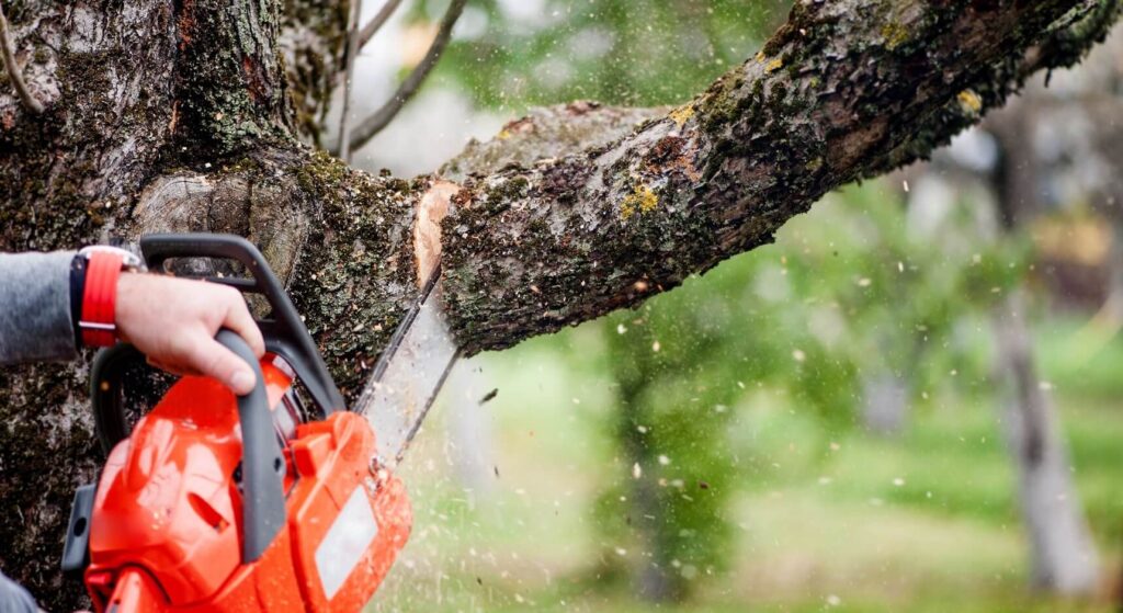 Tree Removal