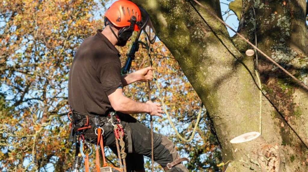 Tree Pruning Sydney