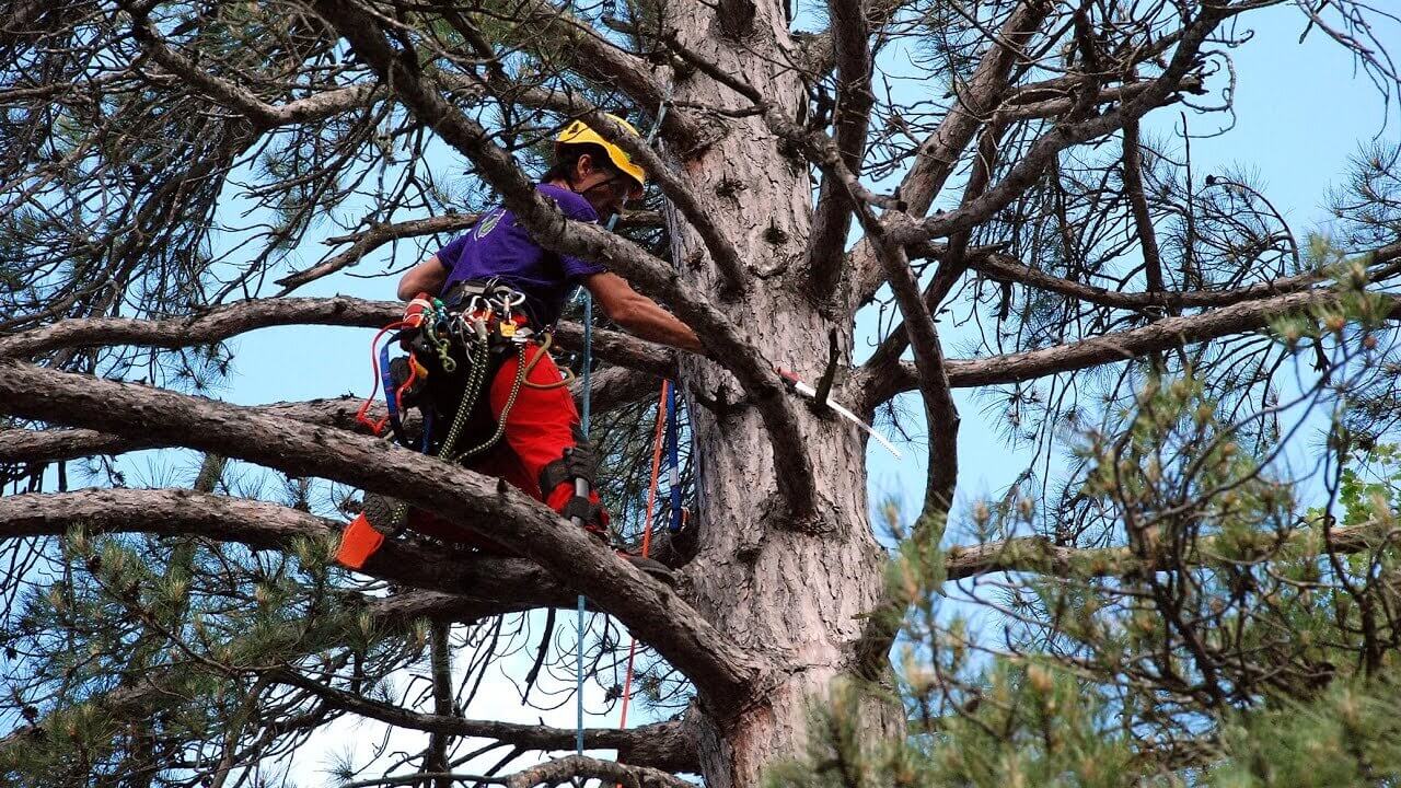 tree removal