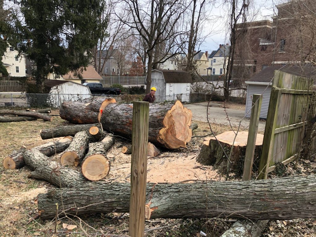 Tree Removal North Shore: What Homeowners Should Know