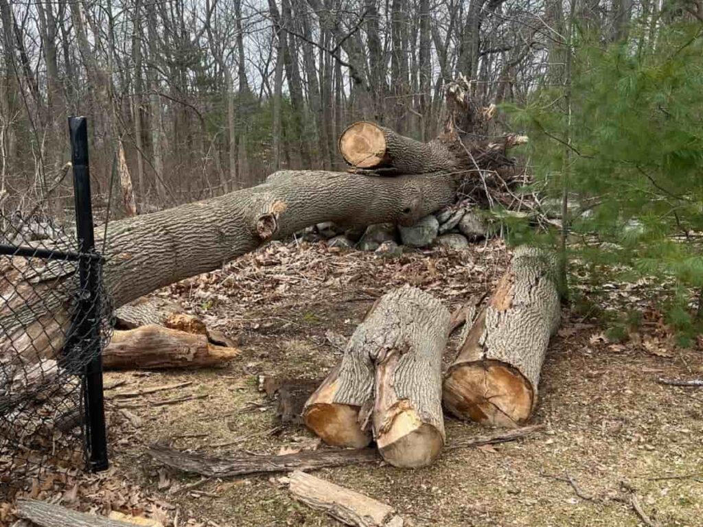 Tree Removal